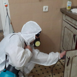 Дезинфекция от муравьев в квартире в Дружноселье